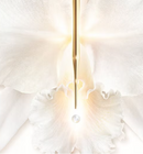Orchidée Impériale Brightening - The Radiance Concentrate