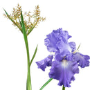 B21 Extraordinaire - Absolute Youth Night Cream