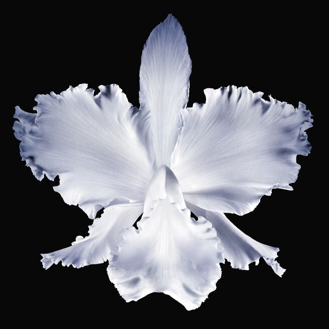 御庭蘭花 - 極緻全效修護乳霜